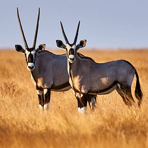 Dubai Safari Park – Experiences Shafqa.com Online Shopping, Best Prices in Dubai UAE
