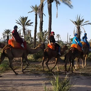 Camel ride at sunset in Marrakech palm grove at Marrakesh, Marrakesh, Morocco Shafqa.com Online Shopping, Best Prices in Dubai UAE