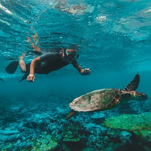Dive & Snorkel Trips in Fujairah – Water Sports Shafqa.com Online Shopping, Best Prices in Dubai UAE 2
