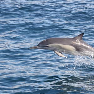 Dolphins Watching & Snorkeling – Sightseeing and Tours Shafqa.com Online Shopping, Best Prices in Dubai UAE