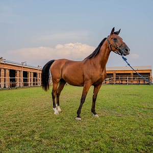 Horse Riding at Al Marmoom Oasis With Transfer – Desert safaris Shafqa.com Online Shopping, Best Prices in Dubai UAE