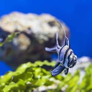 SEA LIFE Manchester Entry Ticket – Theme Parks Shafqa.com Online Shopping, Best Prices in Dubai UAE 2
