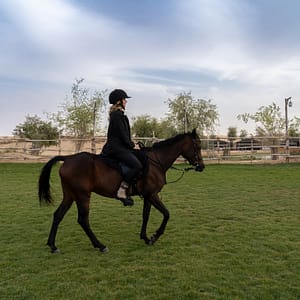 Sunset Horse Riding at Al Marmoom Oasis with a 6-Course Bedouin Dinner – Outdoor Attractions Shafqa.com Online Shopping, Best Prices in Dubai UAE