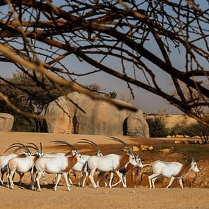 Al Ain Zoo Tickets – Experiences Shafqa.com Online Shopping, Best Prices in Dubai UAE