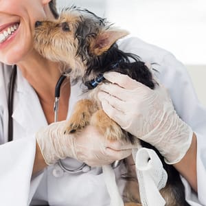 Annual Or First Vaccination Or Feline Neutering For Cats Dubai Shafqa.com Online Shopping, Best Prices in Dubai UAE