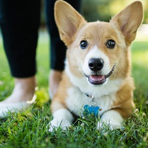 Annual Vaccination With Deworming And Grooming For Your Furry Friends Dubai Shafqa.com Online Shopping, Best Prices in Dubai UAE