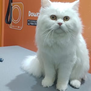 Basic Or Full Grooming At Pet Corner Dubai Shafqa.com Online Shopping, Best Prices in Dubai UAE
