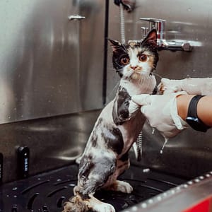 Basic Or Full Grooming For Cats Or Dogs At Pets Habitat Dubai Shafqa.com Online Shopping, Best Prices in Dubai UAE