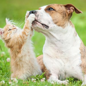 Basic Or Full Grooming For Cats Or Dogs Of Various Sizes Dubai Shafqa.com Online Shopping, Best Prices in Dubai UAE