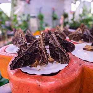 Butterfly Garden – Must-see attractions Shafqa.com Online Shopping, Best Prices in Dubai UAE