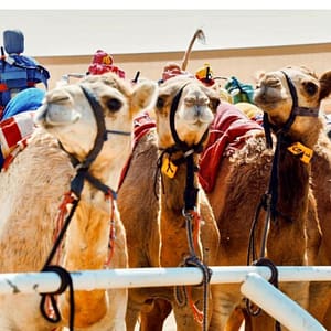 Camelicious Dubai – Must-see attractions Shafqa.com Online Shopping, Best Prices in Dubai UAE