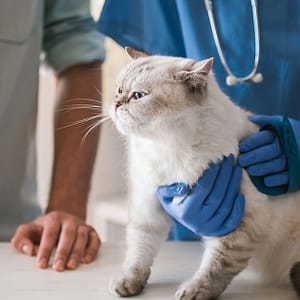 Cat/Dog Annual Vaccination, Full Check-Up W/ Optional Nail Trim & More Dubai Shafqa.com Online Shopping, Best Prices in Dubai UAE