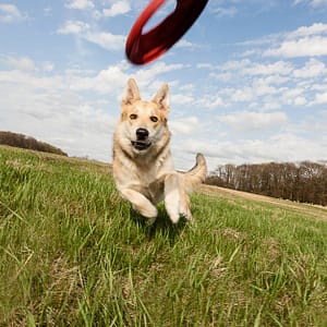 Dental Care For Cats Or Dogs Abu Dhabi Shafqa.com Online Shopping, Best Prices in Dubai UAE