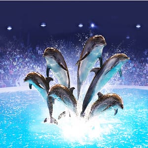 Dolphin & Seal Show – Dubai Dolphinarium – Must-see attractions Shafqa.com Online Shopping, Best Prices in Dubai UAE
