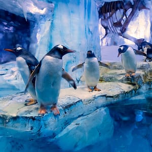 Dubai Aquarium & Underwater Zoo – All Access Pass – Experiences Shafqa.com Online Shopping, Best Prices in Dubai UAE