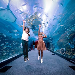 Dubai Aquarium & Underwater Zoo – Penguin Cove & Nursery Experience – Experiences Shafqa.com Online Shopping, Best Prices in Dubai UAE