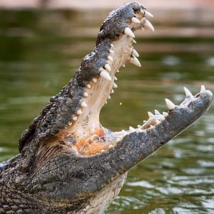 Dubai Crocodile Park – Must-see attractions Shafqa.com Online Shopping, Best Prices in Dubai UAE