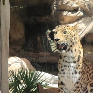 Emirates Park Zoo – Experiences Shafqa.com Online Shopping, Best Prices in Dubai UAE