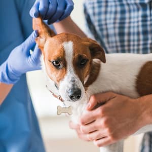 Ensure Your Pets Health With Annual Vaccination For Cat Or Dog! Dubai Shafqa.com Online Shopping, Best Prices in Dubai UAE 2