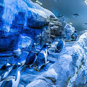 Explore Dubai Aquarium, Underwater Zoo And Penguin Cove Dubai Shafqa.com Online Shopping, Best Prices in Dubai UAE