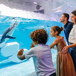 Explore Dubai Aquarium With Frame, Glow Garden, Aya Universe & More! Dubai Shafqa.com Online Shopping, Best Prices in Dubai UAE