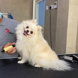 Extensive Pet Grooming Service Dubai Shafqa.com Online Shopping, Best Prices in Dubai UAE