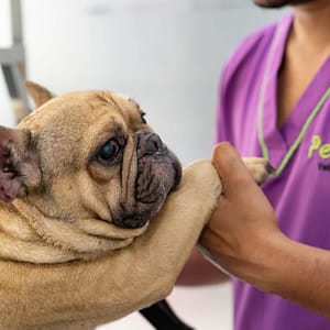 Basic Grooming Session At Pet Joy Veterinary Clinic Dubai Shafqa.com Online Shopping, Best Prices in Dubai UAE