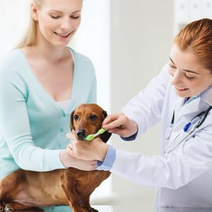 Boost Pet Wellness: Dental Scaling And Sedation For Cats And Dogs Dubai Shafqa.com Online Shopping, Best Prices in Dubai UAE
