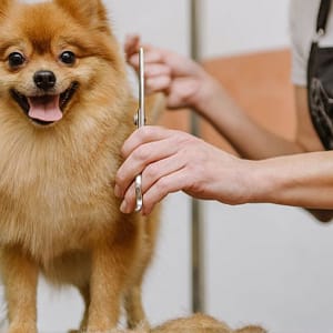 Full Grooming For Cats And Dogs To Keep Them Pampered! Dubai Shafqa.com Online Shopping, Best Prices in Dubai UAE
