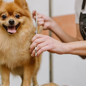 Full Grooming For Small, Medium, Large, Or X-Large Pet Dubai Shafqa.com Online Shopping, Best Prices in Dubai UAE