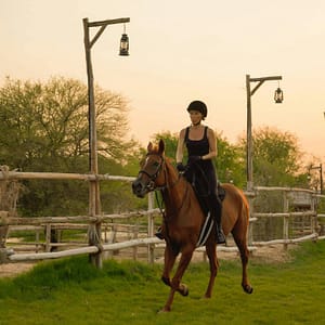 Horse Riding with Open Buffet Dinner & Shows – Desert safaris Shafqa.com Online Shopping, Best Prices in Dubai UAE