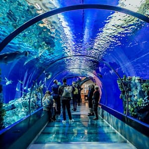 Istanbul Aquarium Ticket & Shuttle – Experiences Shafqa.com Online Shopping, Best Prices in Dubai UAE