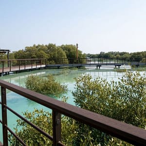 Jubail Mangrove Park – Boardwalk Experience – Recently Added Experiences Shafqa.com Online Shopping, Best Prices in Dubai UAE