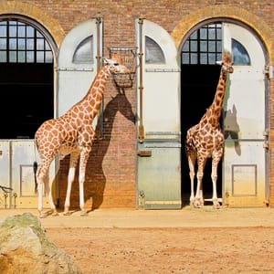 London Zoo: Entry Ticket – Recently Added Experiences Shafqa.com Online Shopping, Best Prices in Dubai UAE