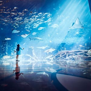 Lost Chambers Aquarium – Experiences Shafqa.com Online Shopping, Best Prices in Dubai UAE