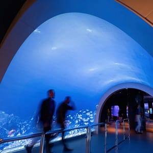 Marassi Aquarium & Underwater Zoo Tickets – Top-Rated Attractions Shafqa.com Online Shopping, Best Prices in Dubai UAE