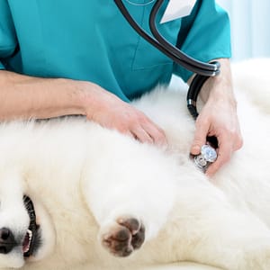 Medical Checkup And Anti-Flea Medication Or Deworming For Pets Dubai Shafqa.com Online Shopping, Best Prices in Dubai UAE