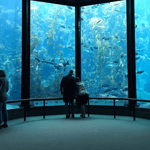 Oman Aquarium – Experiences Shafqa.com Online Shopping, Best Prices in Dubai UAE