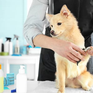 Pamper Your Furry Friends With Top-Notch Grooming For Dogs And Cats! Dubai Shafqa.com Online Shopping, Best Prices in Dubai UAE