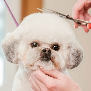 Pamper Your Pet: Basic Grooming For Small To Xl Dog And Small Cat Dubai Shafqa.com Online Shopping, Best Prices in Dubai UAE