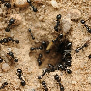 Pest Control Service – General Dubai Shafqa.com Online Shopping, Best Prices in Dubai UAE