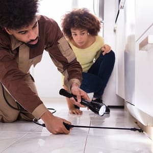 Pest Control Treatment For Kitchen, Bedroom, Living Room, Studio Flat Dubai Shafqa.com Online Shopping, Best Prices in Dubai UAE