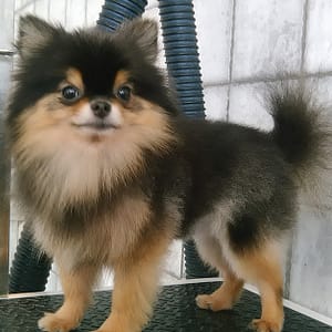 Pet Grooming Package At Sweet Grooming Pet Salon Abu Dhabi Shafqa.com Online Shopping, Best Prices in Dubai UAE