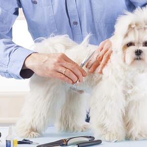 Pet – Grooming / Salon Dubai Shafqa.com Online Shopping, Best Prices in Dubai UAE