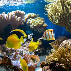 SEA LIFE London Aquarium – Entry Ticket – Top-Rated Attractions Shafqa.com Online Shopping, Best Prices in Dubai UAE