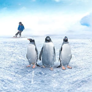 Ski Egypt – Indoor Attractions Shafqa.com Online Shopping, Best Prices in Dubai UAE