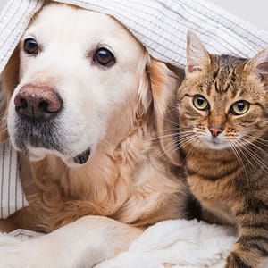Specialized Veterinary Care With Surgery And Collar Included For Pets Sharjah & N. Emirates Shafqa.com Online Shopping, Best Prices in Dubai UAE