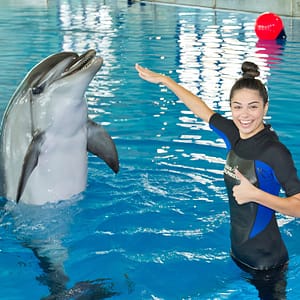 Swimming With Dolphins – Dubai Dolphinarium – Dubai Dolphinarium Shafqa.com Online Shopping, Best Prices in Dubai UAE