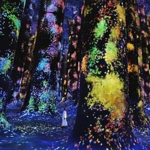 TeamLab Phenomena + Qasr Al Watan – Combo – Recently Added Experiences Shafqa.com Online Shopping, Best Prices in Dubai UAE 2