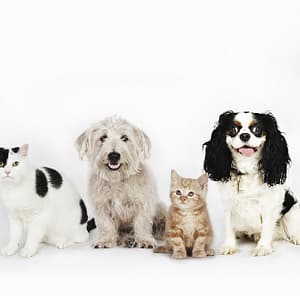 Treat Your Pet To Basic Or Full Grooming For Cats/Dogs @ Sharjah Sharjah & N. Emirates Shafqa.com Online Shopping, Best Prices in Dubai UAE